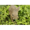 thumbnail image 2 of HARE CUB RUNNING STATUE, 2 of 8
