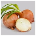 thumbnail image 3 of Everwilde Farms - 1 lb Yellow Sweet Spanish Onion Seeds - Gold Vault Bulk Seed Packet, 3 of 3