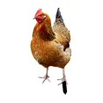 thumbnail image 2 of Adorno Decorativo de Estaca de Jardín Perfecl Pollo Acrílico 33cm x 152cm, 2 of 8