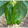 thumbnail image 3 of Big Bertha Pepper Plant - Non GMO - Two (2) Live Plants - Not Seeds - Each 4"- 7" Tall - In 3.5 inch Pots, 3 of 6