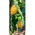thumbnail image 2 of Yellow Dragon Fruit Plant Live, Live Dragon Fruit Plant, Dragon Fruit Live Plant for Garden 3 to 6 Inch Tall, 2 of 10