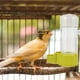 thumbnail image 5 of Alimentador de agua para pájaros, bebedero automático para loros, dispensador de agua reutilizable para pájaros, bebedero para loros, 5 of 6