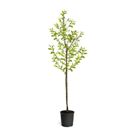 Okame Cherry Tree - Cannot Ship to AZ, CA or WA