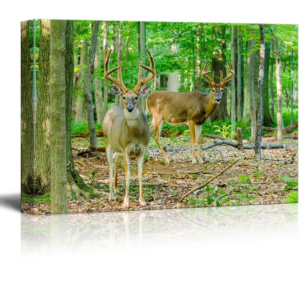 wall26 Beautiful Deer in Forest for Home Decoration Framed Canvas Wall Art 