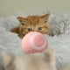thumbnail image 5 of Fiudx Pelota Rodante Inteligente para Mascotas, Juguete Interactivo Inteligente para Gatos, Pelotas Móviles Recargables para Gatos y Perros, Juego Estimulante, Materiales Seguros, Rotación Flexible,, 5 of 7