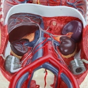 Axis Scientific Human Circulatory System Model, Half Life-Size, Realistic, Detailed Arteries and Veins Model with Thoracic Organs, Includes a Product Manual
