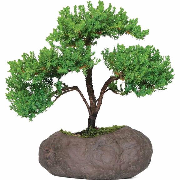 Brussel's Bonsai Green Mound 12" Juniper Bonsai Tree, Silvery Blue Berries