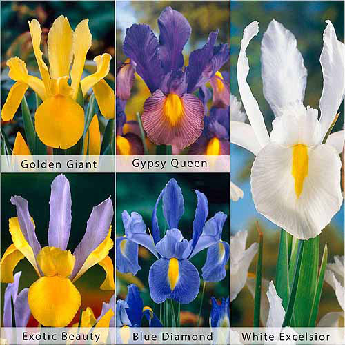 Bloomsz Care Free and Rewarding Dutch Iris Flower Bulb Collection, 50pk