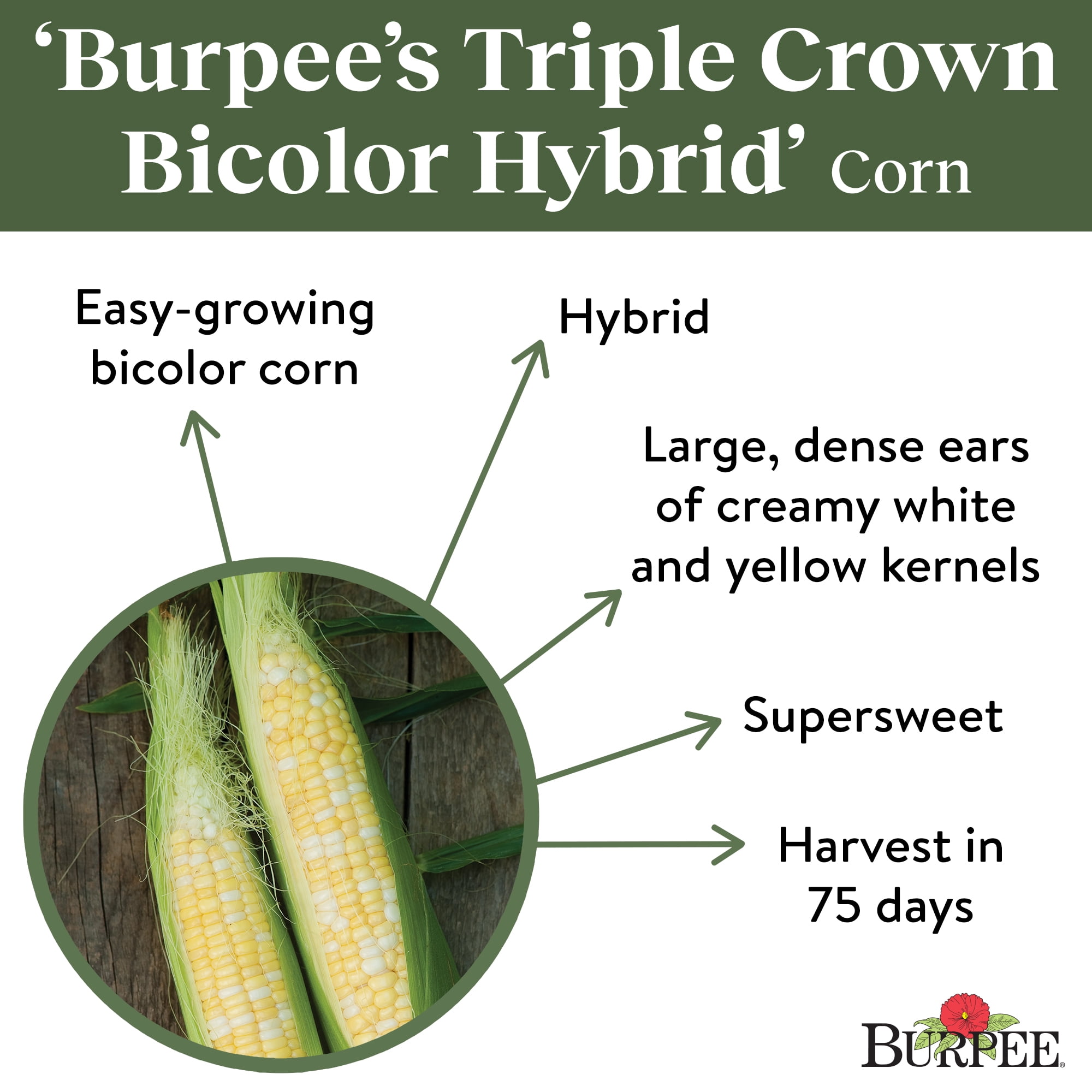 Burpee Burpee's Triple Crown Bicolor Hybrid Sweet Corn Vegetable Seed, 1-Pack
