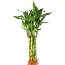 Lucky Indoor Bamboo - Live Plants - Ships Bare Root - 5-Pack of 6 Inch Straight Stalks - Air Purifying Feng-Shui Zen Garden Houseplants