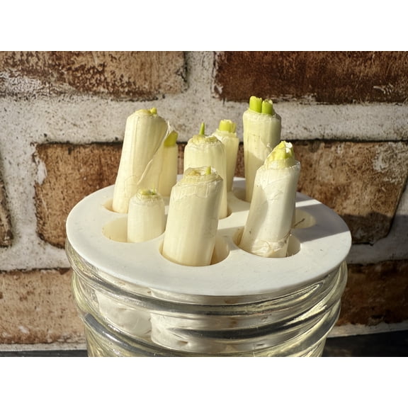 Original Green Onion Farm Lid (White), by Liger Lab