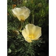 thumbnail image 6 of TomorrowSeeds - Ivory Castle California Poppy Seeds - 2000+ Count - For 2026 Planting Cream White, 6 of 10