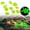 Green, variant on Z52LingLing Decoration White Glow Stones 2cm Honeycomb Luminous Resin Pebbles 10-Piece