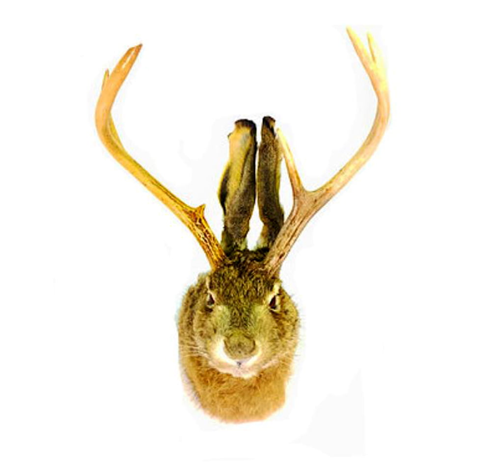 JACKALOPE Head Mount Realistic Animal In Fur Figurine For Home Or Office Gifts 
