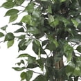 thumbnail image 2 of Arbre à Soie Ficus 3 Pieds, 2 of 6