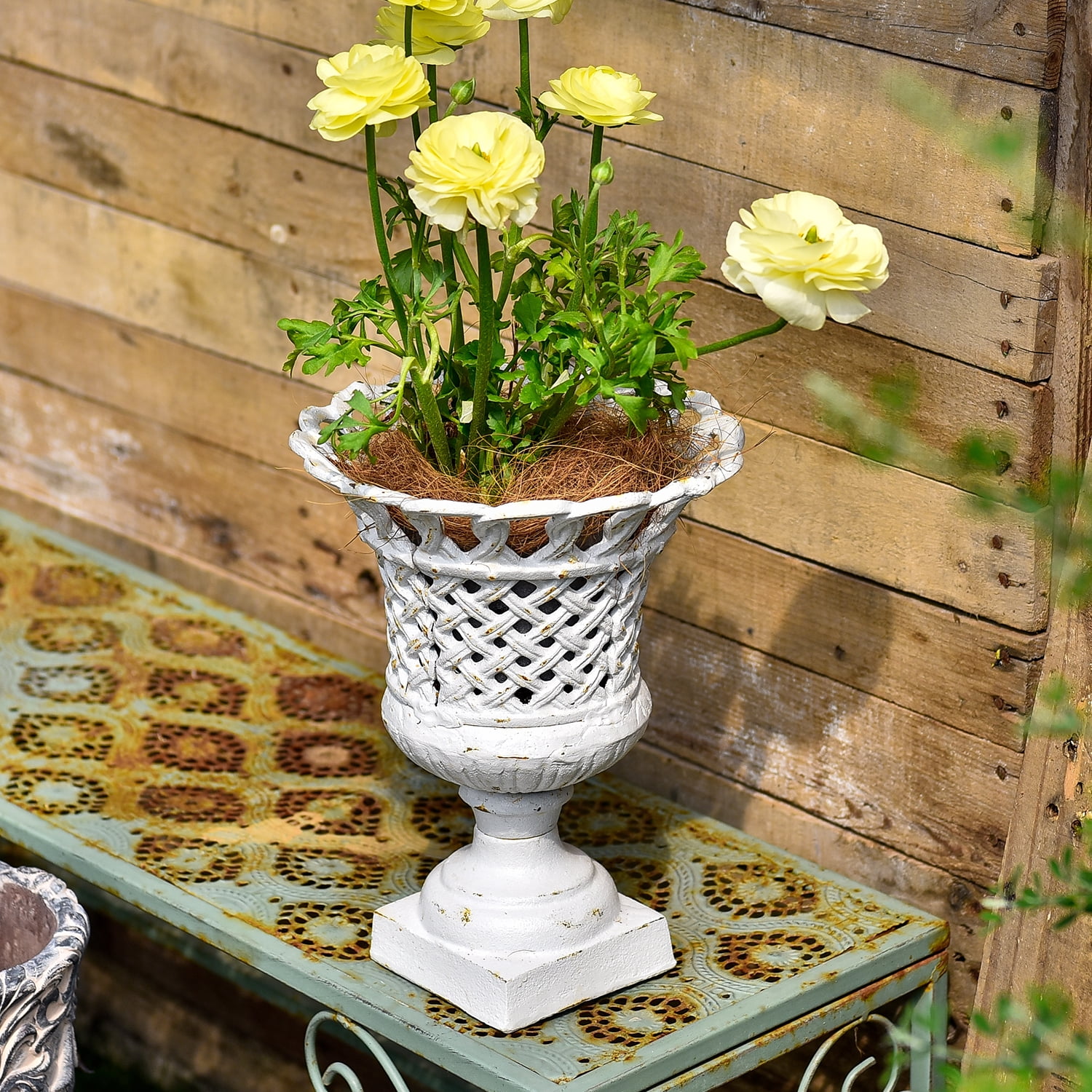 Sungmor Cast Iron Urn Planter, Hollow Trophy Design Tall Orchid Flower Pot, White, 1-Piece