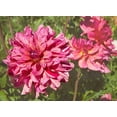 thumbnail image 2 of Johnson, George 24x19 Gold Ornate Wood Framed with Double Matting Museum Art Print Titled - Garden Dahlias VIII, 2 of 4
