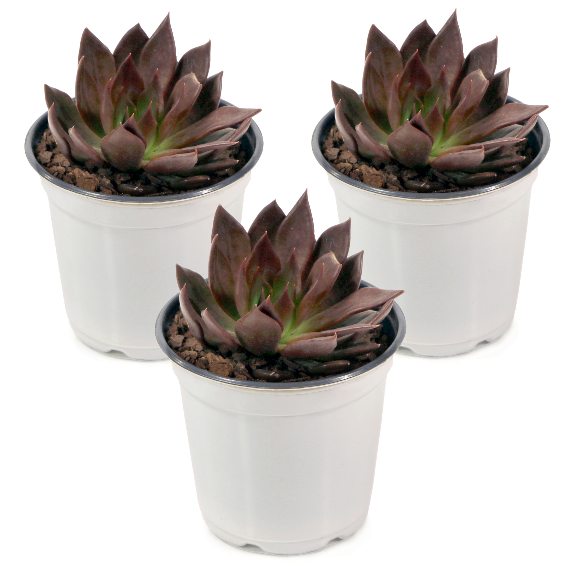 4 in. Echeveria Serrana Live Succulent Plant with Bright Indirect Sun (3-Pack)