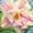 pink or red, variant on Desert Rose, Low Maintenance - Easy Grow - Ideal for Beds Borders, Plant Pots & Planters