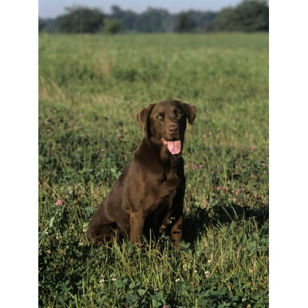 Labrador Retriever Art - Chocolate Labrador Retriever Variety of Domestic Dog Print Wall Art By Cheryl Ertelt