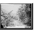 thumbnail image 2 of Historic Framed Print, Banana grove in the Barranca, 17-7/8" x 21-7/8", 2 of 9