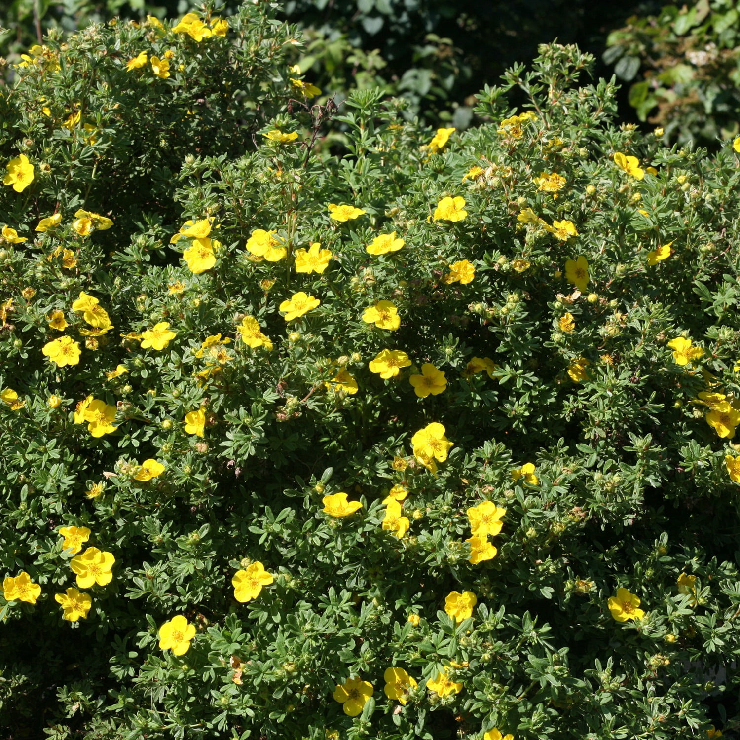 Proven Winners ColorChoice 5" Happy Face Yellow Potentilla Live Plant in 4.5" Pot (4 Count)