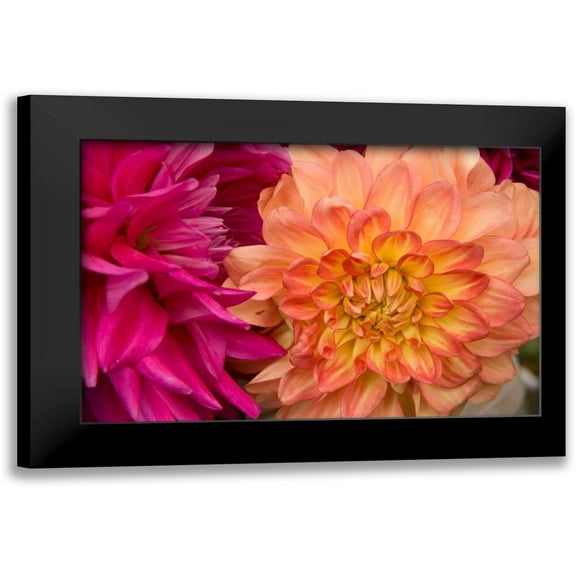 Love, Maureen 14x11 Black Modern Framed Museum Art Print Titled - Fuschia Dalhia V