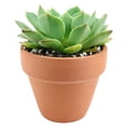 thumbnail image 5 of Echeveria Ramillette (2"+ Plastic Pot) - Mexican Hens and Checks - Tiny, Lovely, Easy to Care Succulents - Live Succulents for Home Office, 5 of 9