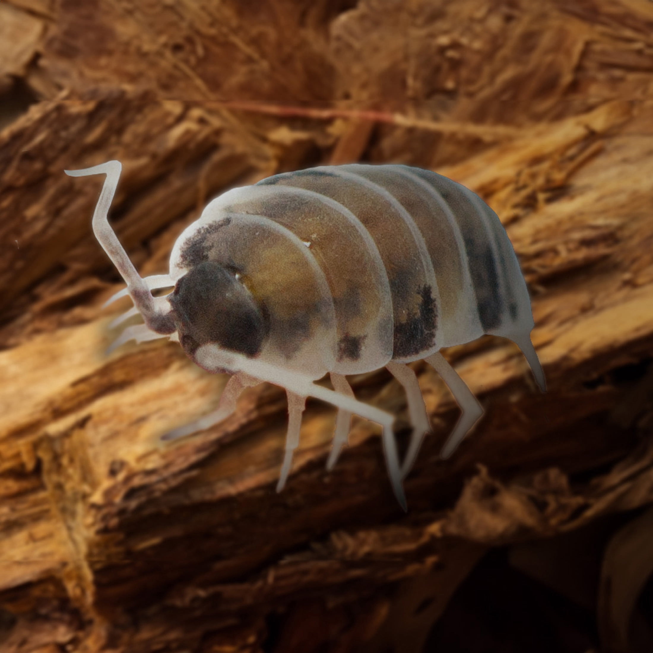 ReptiCulture Party Mix Isopod 10 ct