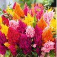 thumbnail image 2 of 100+ Celosia Seeds - Mixed Color Pampas Plume- Made in USA - Celosia Seeds, 2 of 3