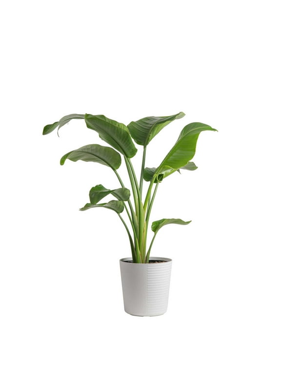 Costa Farms Live Indoor 24in. Tall White Bird of Paradise, Direct Sunlight Plant 9.25in. White Pot