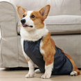 thumbnail image 7 of UOSIA Waterproof Corgi Raincoat - Anti-Dirty Dog Belly Vest & Chest Protector,, 7 of 7