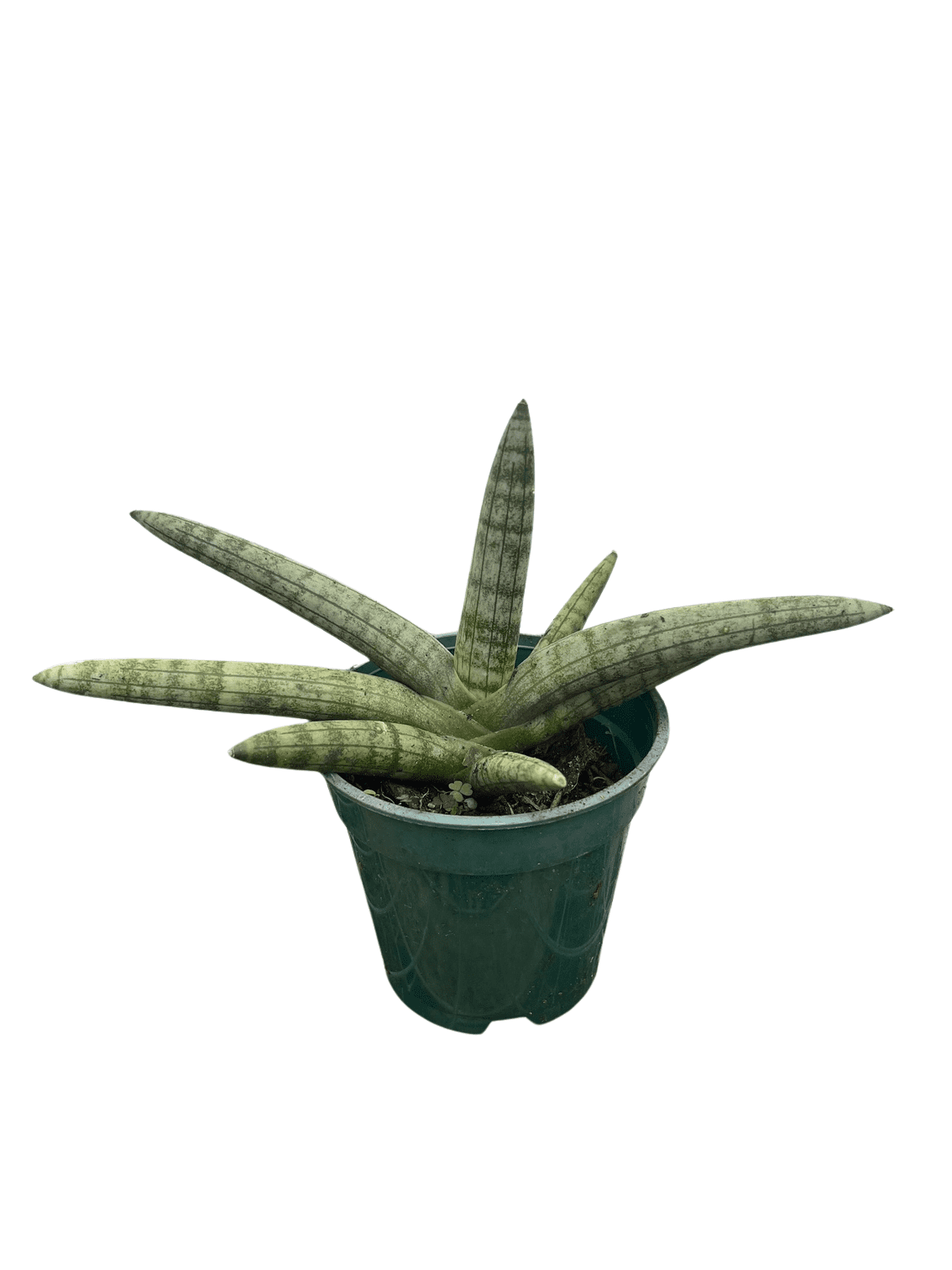 green jewel dracaena Dracaena Jade Jewel- Live Plant in a 4 Inch Pot - Dracaena Fragrans 'Jade Jewel'
