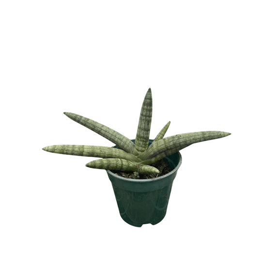 Rare Starfish Snake Plant - Sanseveria boncellensis - 2" Pot - Easy Succulent