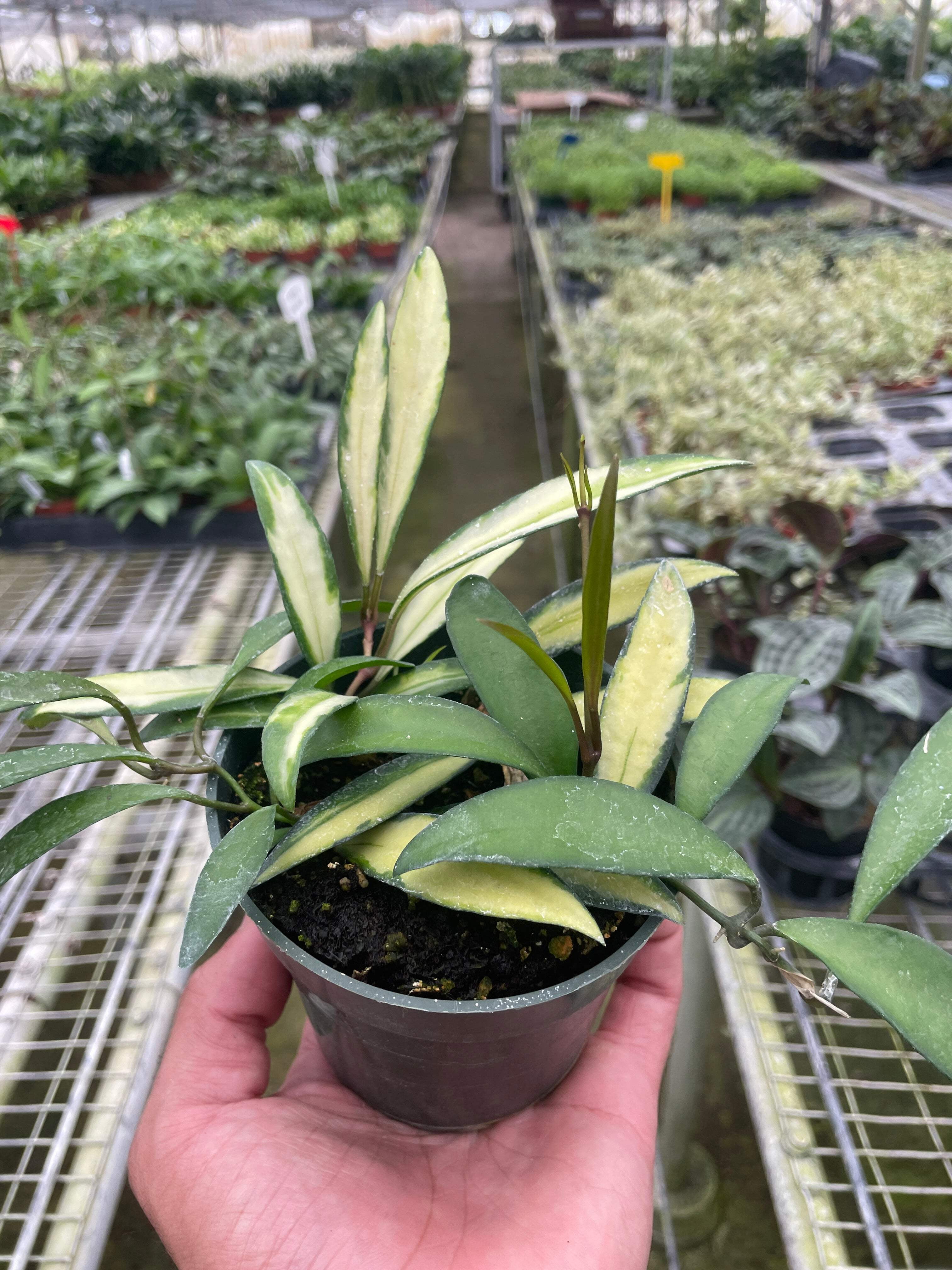 Hoya Wayetii Variegated, 4" Pot, Indoor Houseplant, Easy Care, Live Plant for Indoor & Outdoor