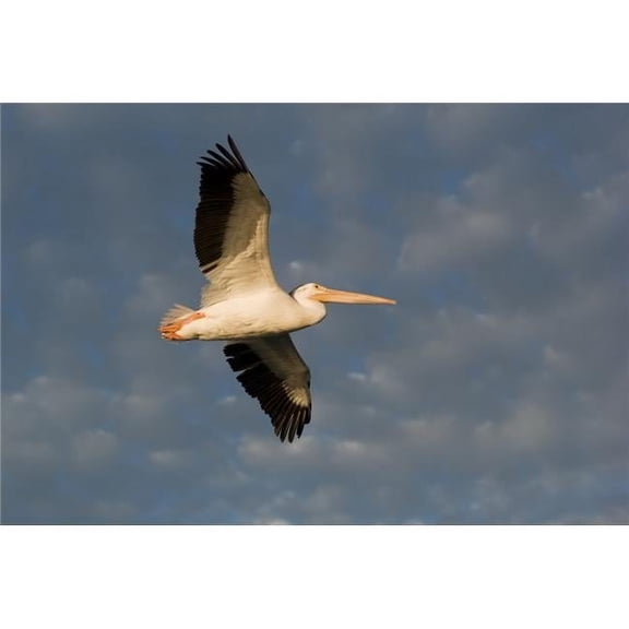American White Pelican Pelecanus Erythrorhynchos in Flight Poster Print, 18 x 12