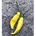 thumbnail image 2 of Lemon Drop Hot Pepper Plant - 2.5" Pot - Citrusy Heat, 2 of 4