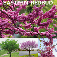thumbnail image 2 of Eastern Redbud Tree Live Plant, Flowering Ornamental Plants, 8 to10 Inches in Height, Quart Pot For Outdoor Garden, 2 of 6