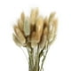 thumbnail image 3 of 1 paquete/50 piezas de hierba seca de cola de conejo, heno, cola de conejo, plantas naturales, flores secas decorativas, decoración pastoral para el hogar, accesorios de fotos (color original), 3 of 5