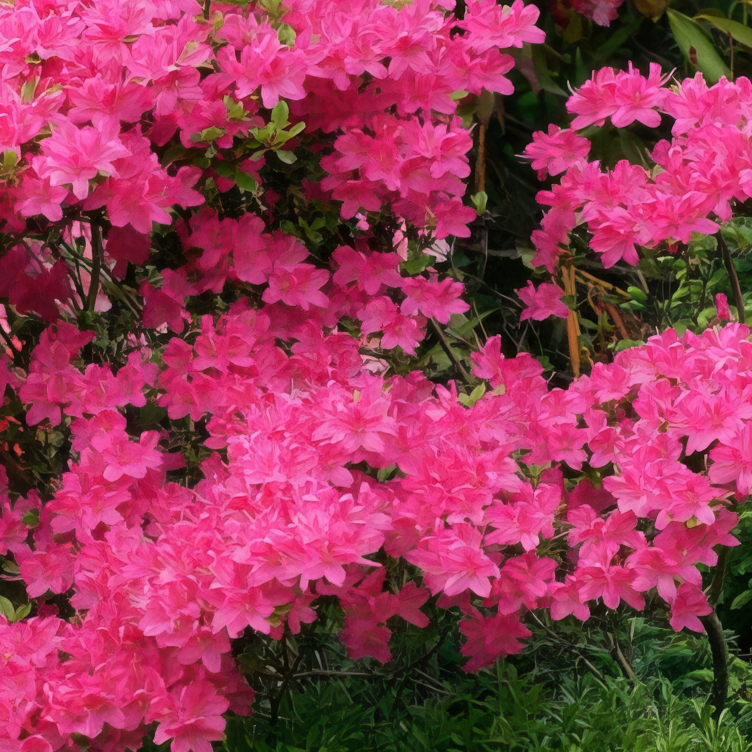 Live Shrub 3 gal Floramore Azalea 'Hot Pink' with Partial Sunlight