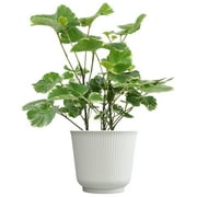 Element Aralia Balfouriana Variegated Live Plant in 6" White Decor Pot (Approx 15" Tall)
