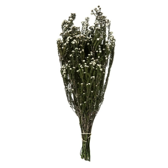 Vickerman 12-22" Natural White Phylica Bundle, 5-6 oz, Preserved