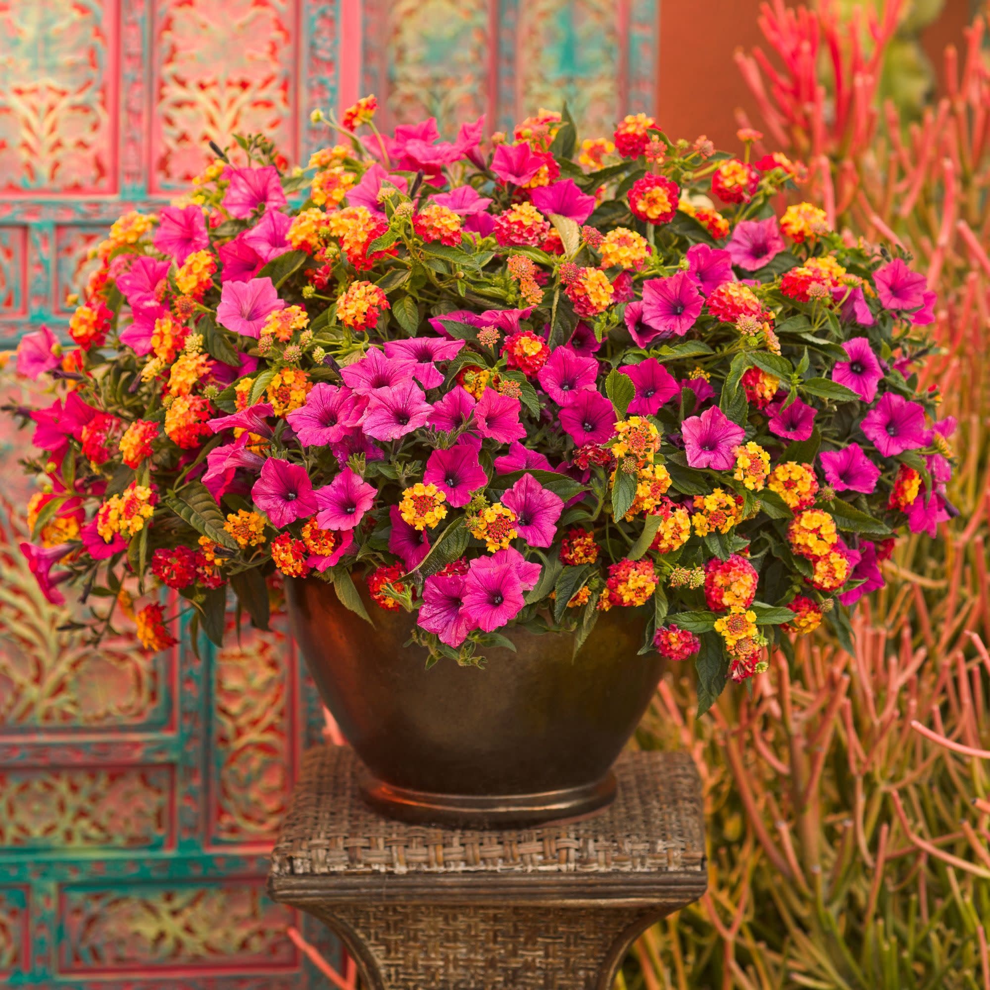 Proven Winners 4" Pink Supertunia Vista Fuchsia Petunia Live Plant in 4.25" Pot (4 Count)