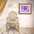 thumbnail image 3 of Kirkland, Dennis 24x19 Gold Ornate Wood Framed with Double Matting Museum Art Print Titled - AK, Artic NWR, Abstract Siberian flox flower, 3 of 4