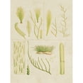 thumbnail image 3 of Vision Studio 12x14 Black Modern Framed Museum Art Print Titled - Vintage Sea Grass VI, 3 of 5
