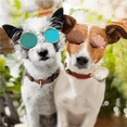thumbnail image 5 of Gafas de sol para mascotas, gafas de concha a la moda, bonitas y divertidas gafas de sol para Cosplay de Hip Hop para mascotas, adecuadas para cachorros y gatos, accesorio para fotos Ormromra CPB-DE-LYY2173-1, 5 of 5
