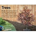 thumbnail image 2 of Expert Gardener 3.75G River Birch Tree Live Plants, 2 of 2