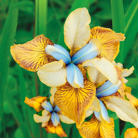 Flying Fiddles Siberian Iris Dormant Bare Root Perennial Plants, 3-Pack