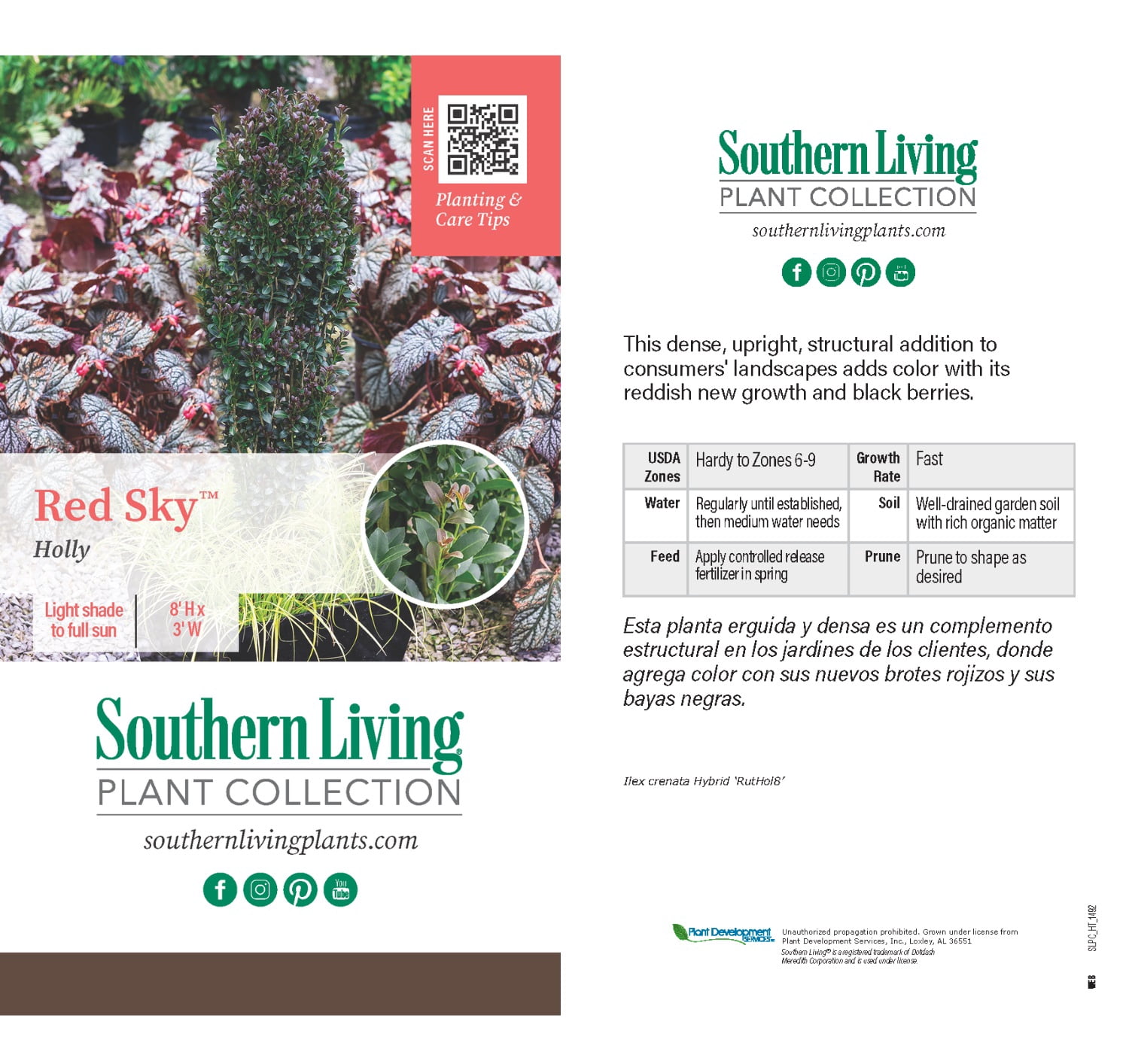 Southern Living Red Sky Pencil Holly Live Shrub in 2-Gallon Grower Pot