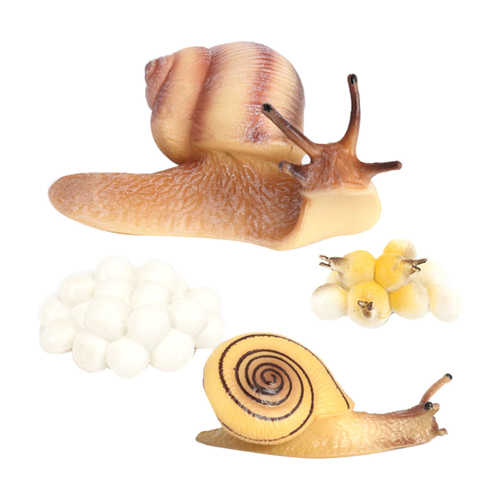Realistic Plastic Snail Growth Cycle Life Snail Model Biology Toys Non-toxic 